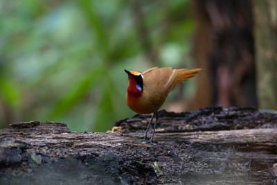 鸟:美丽的铁路babbler (Eupetes macrocerus)，角度观，侧面短，在早上显示在