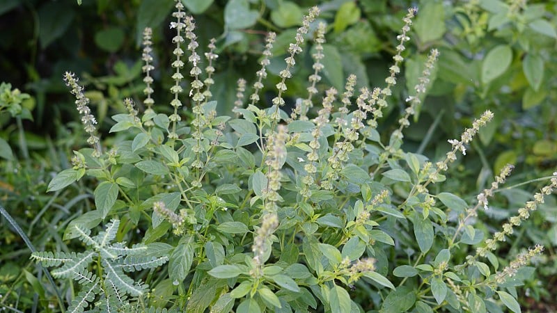 Ocimum americanum在泰米尔语中被称为kattu thulasi，有天然的绿色背景。