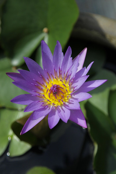 莲花