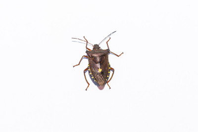 森林bug lat。Pentatoma rufipes。