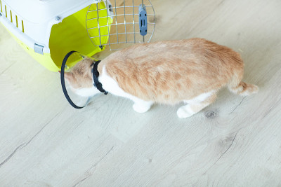 兽医诊所的家猫