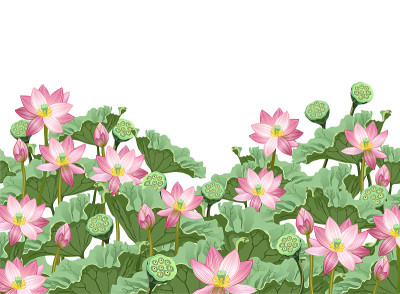 荷花与叶和种子荚，手绘矢量插图。
