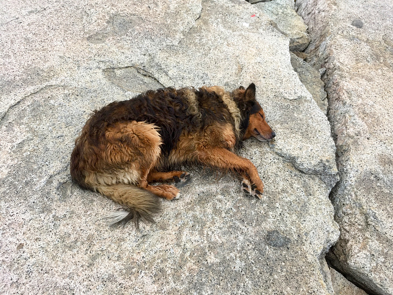 布朗边境牧羊犬疲倦地睡在岩石上