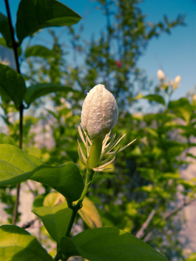 阿拉伯茉莉花花蕾