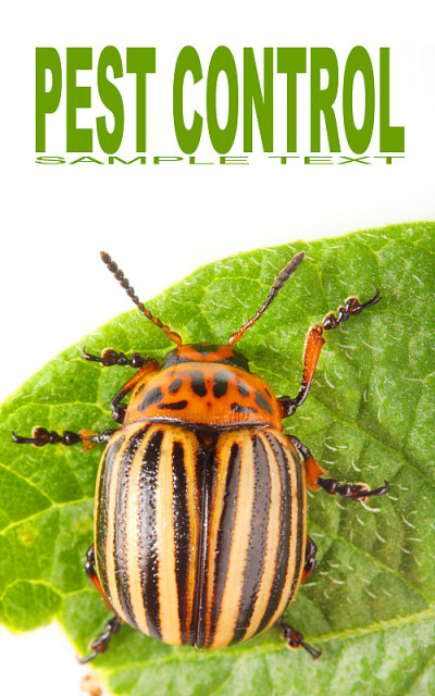 科罗拉多马铃薯甲虫(Leptinotarsa decemlinata)
