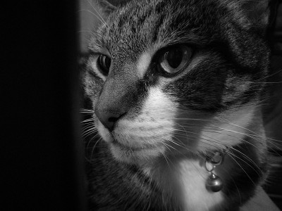 可爱冷静神秘的猫看起来不错