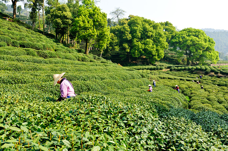 杭州西湖龙井茶园