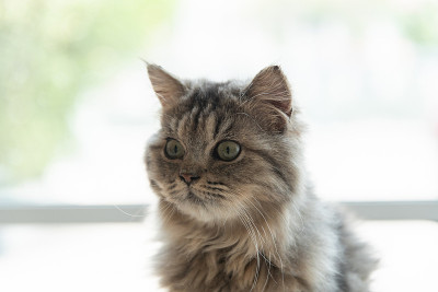 钦奇利亚波斯猫
