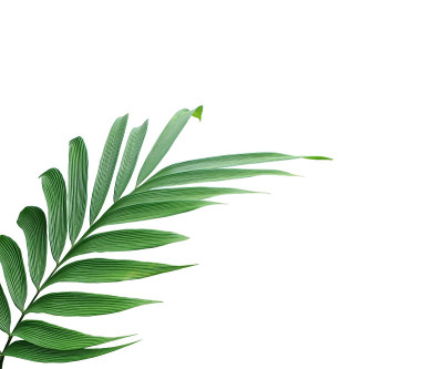 绿叶的棕榈树孤立在白色的背景