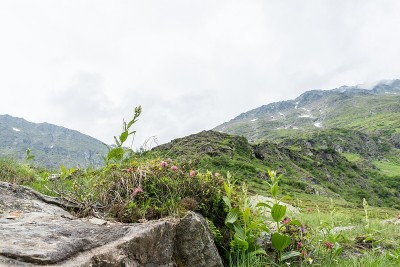阿尔卑斯山的玫瑰丛和薄雾在阿尔卑斯山谷，奥地利