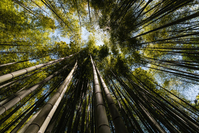 竹林的广角视野