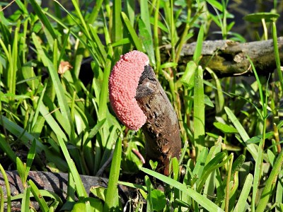 苹果蜗牛蛋(Pomacea paludosa)在树桩上