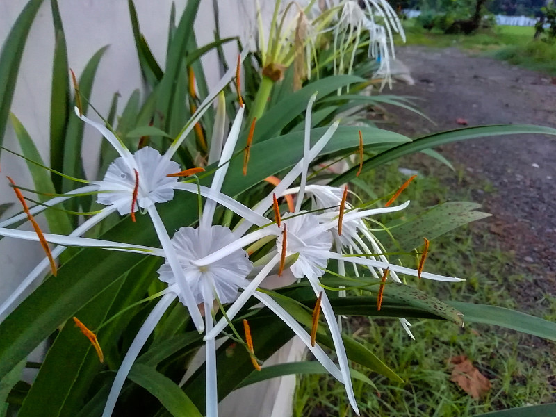 沙滩蜘蛛百合在花园里