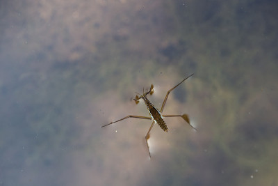 水黾