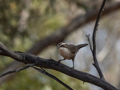 白眉舌蝠(Pomatostomus superciilosus)种族