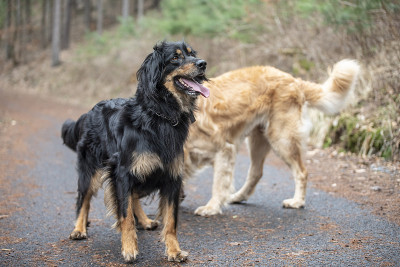 来自德国的hovawart护卫犬