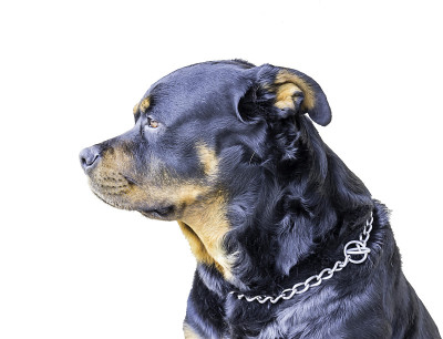 罗特韦尔犬