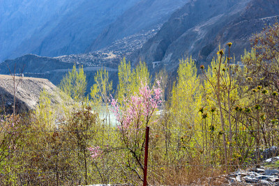 樱花盛开的日子在罕萨山谷，花在山区风景，巴基斯坦北部，吉尔吉特-巴尔蒂斯坦