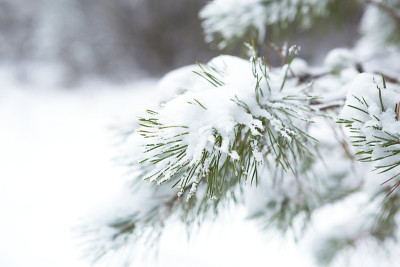 一场雪后，森林里被白雪覆盖的树木。白色的云杉和松树，自然的背景。长针的针，四季的针。本空间