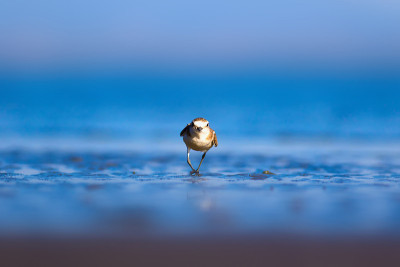 可爱的小水鸟。自然背景。常见的水鸟:肯特鸻。Charadrius alexandrinus。