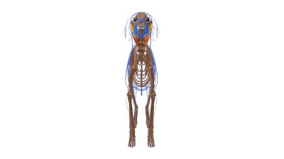 脾肌解剖为医学概念3D