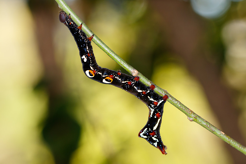 刺果蛾毛虫(Eudocima phalonia)