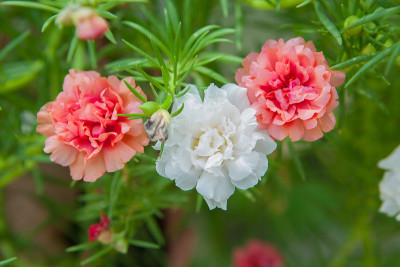 美丽的马齿苋花在花园里