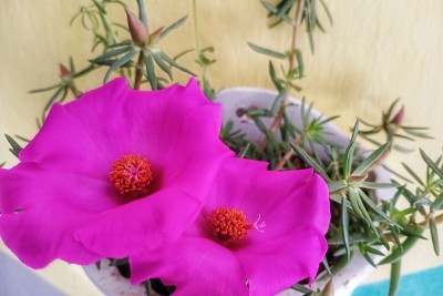 马齿苋或玫瑰苔(马齿苋)