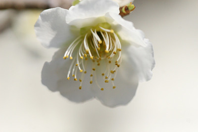 梅花