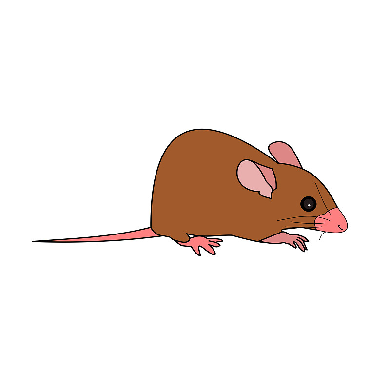 Rat isolate on white background