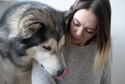 白种美女阿拉斯加雪橇犬头在肩膀上。室内。
