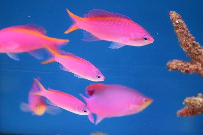 水族箱里一群紫色的花后花仙