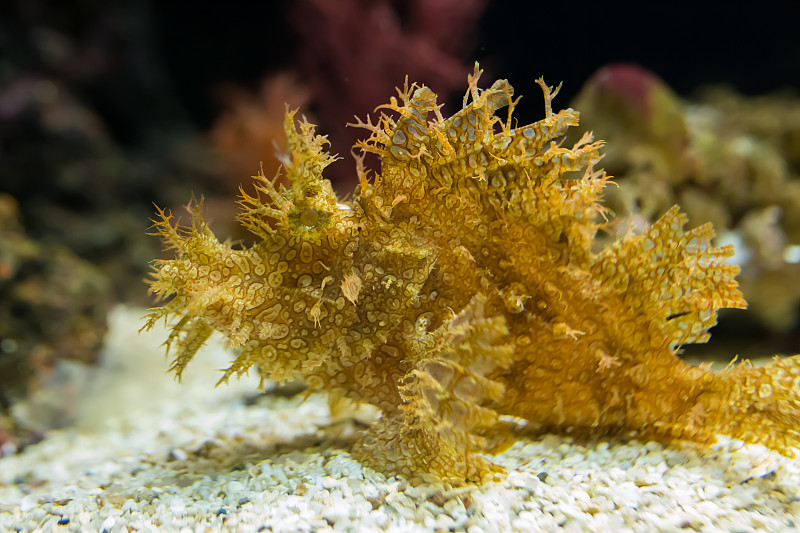 水族馆里杂草丛生的蝎子鱼