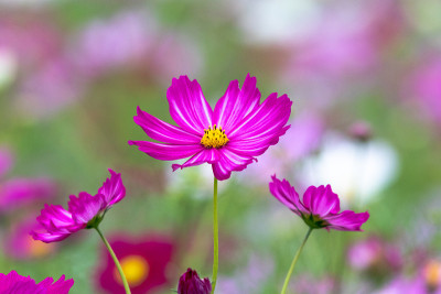 宇宙花，千叶县，日本