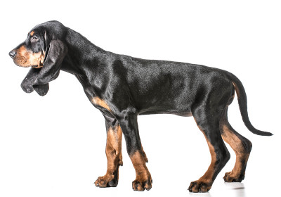 黑色和棕色猎浣熊犬