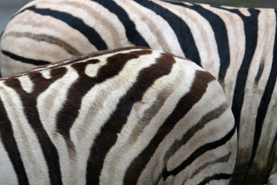 马拉zebras