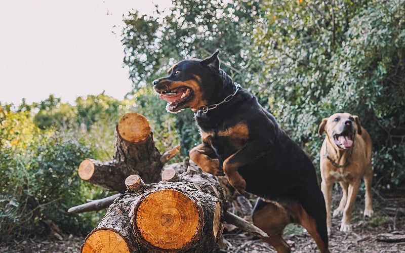 一只纯种罗威纳犬正在树林里跳一根圆木