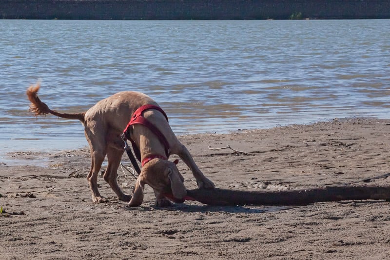 这是一只浅棕色的西班牙猎犬，它正在乡村风景的沙滩上的河岸上玩一个大圆木。春夏季户外活动与宠物狗