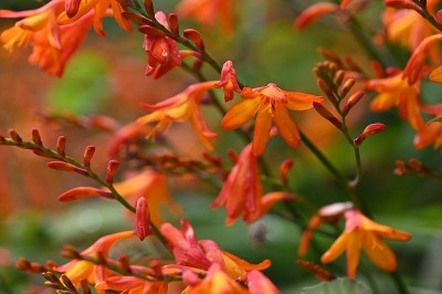 Crocosmia