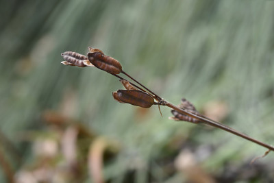 西伯利亚的虹膜