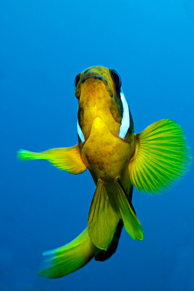 Anemonefish