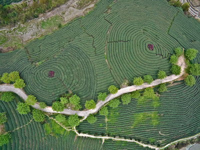 航拍山顶茶园景观