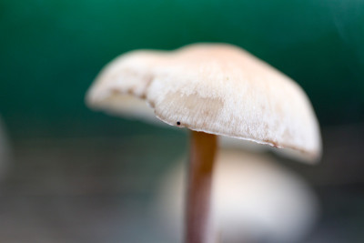 菌类自然界中带有菌类孢子的蘑菇