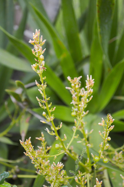 Sansevieria cylindrica Bojer 花