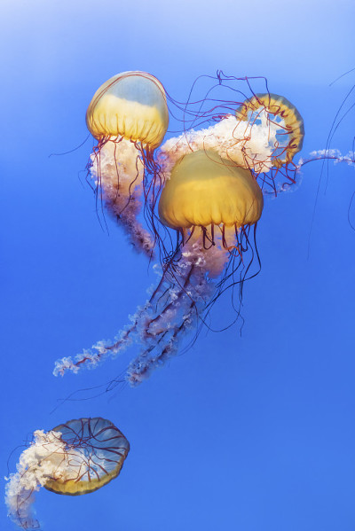 水母