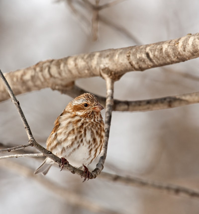 雌家雀(Carpodacus mexicanus)