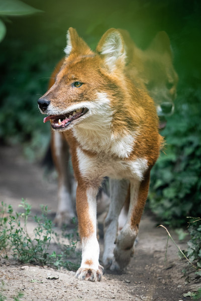 印度红狗或dhole