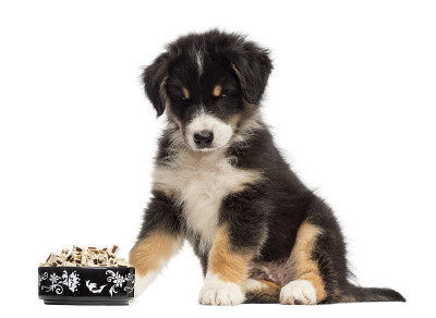 澳大利亚牧羊犬幼犬，2个月大，坐着
