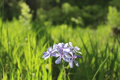 紫色的花