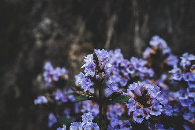印度的Neelakurinji花